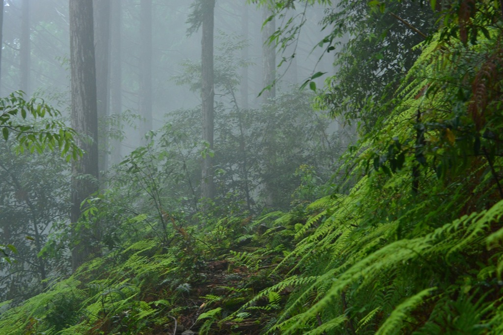 霧の熊野古道
