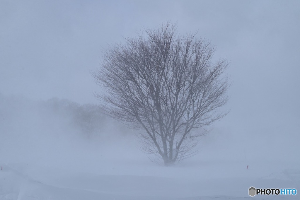 吹雪の中