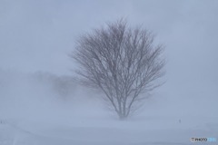 吹雪の中