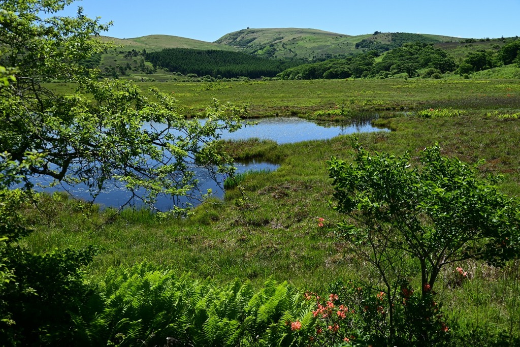 湿原の初夏