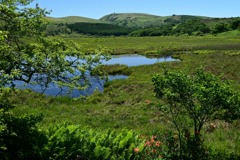 湿原の初夏