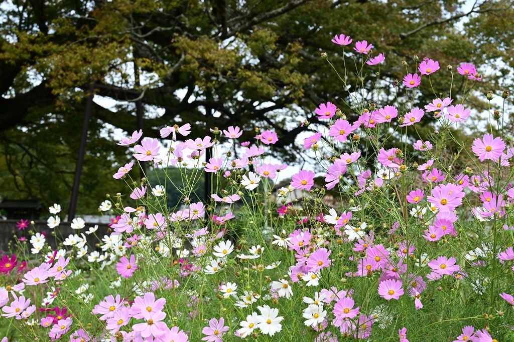 三色コスモス