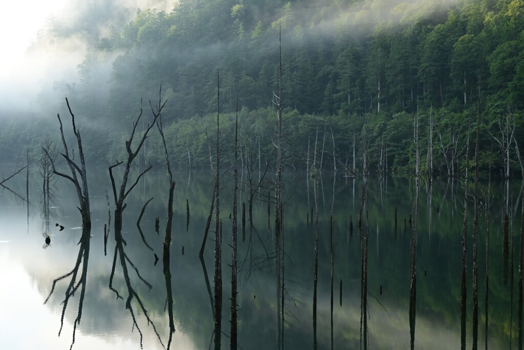 早朝の自然湖