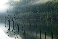 早朝の自然湖