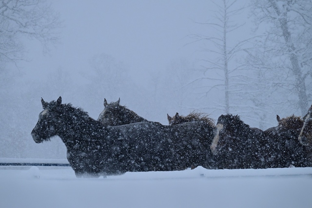 十勝牧場馬追い（1）