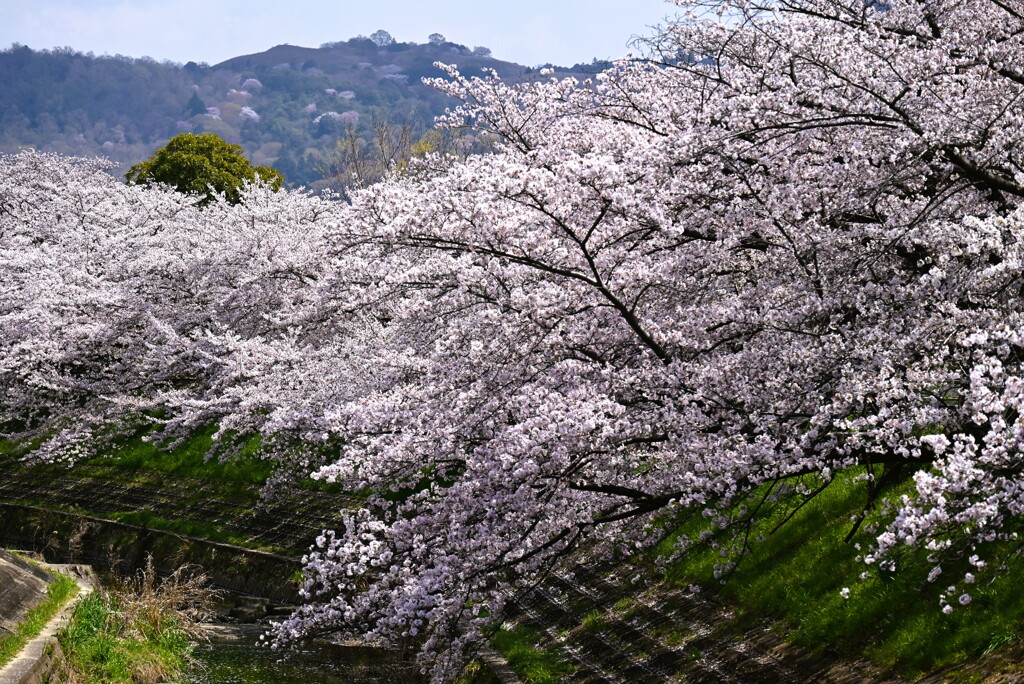 3-佐保川