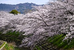 3-佐保川