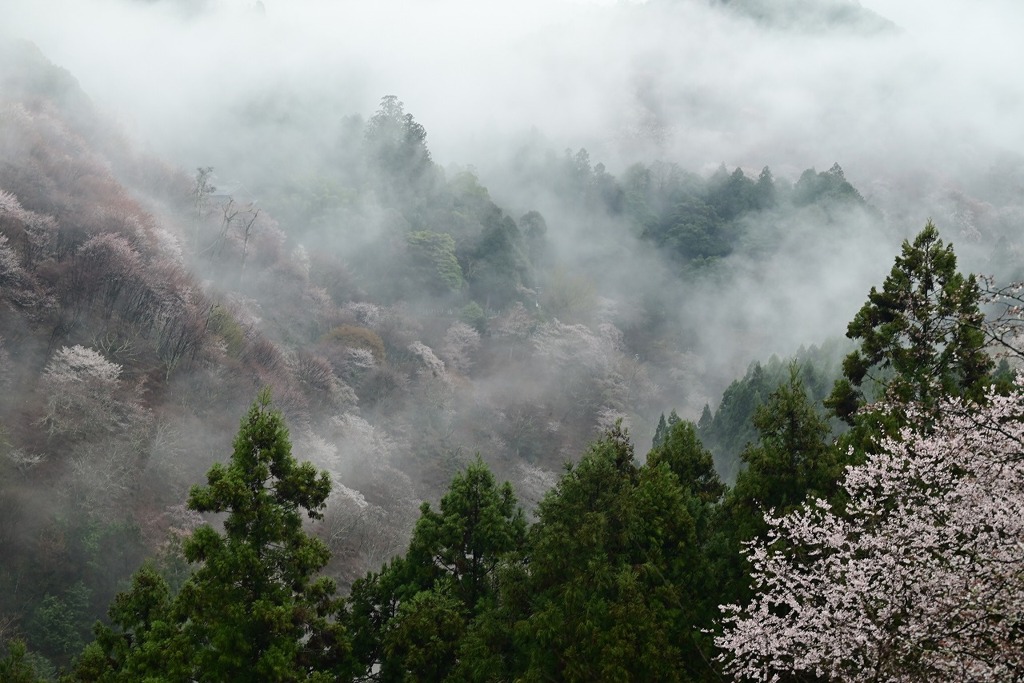吉野山・一目千本