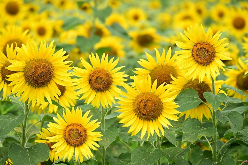 小野市ひまわり畑