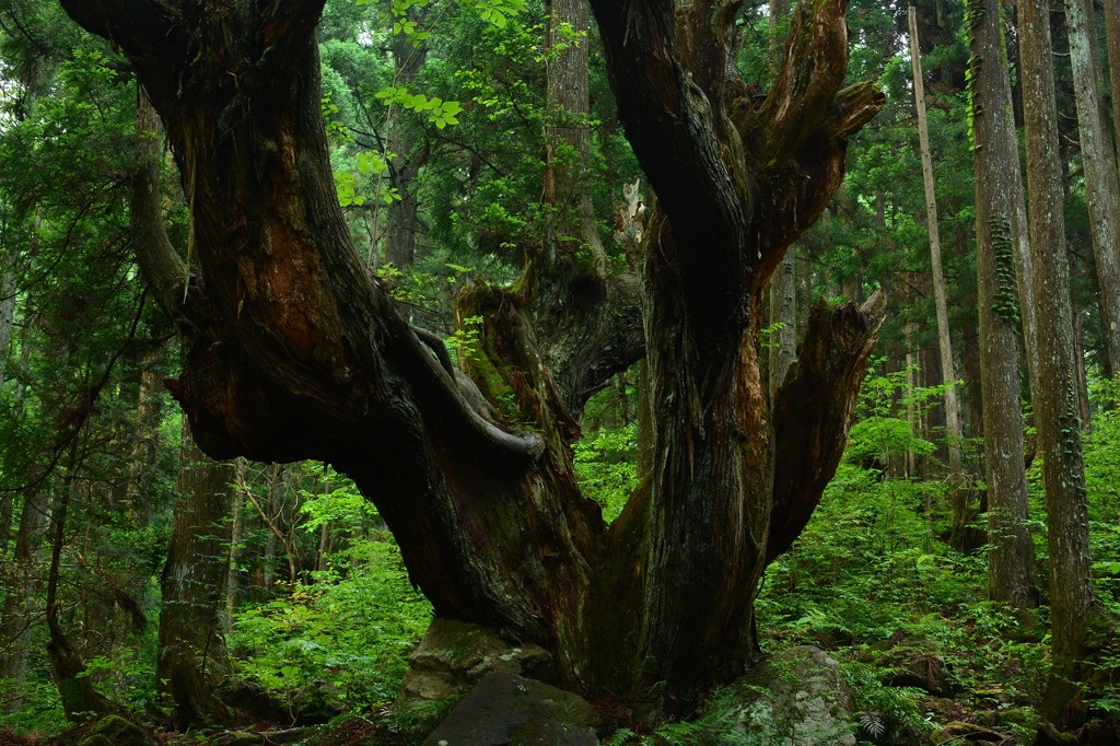 二十一世紀の森公園