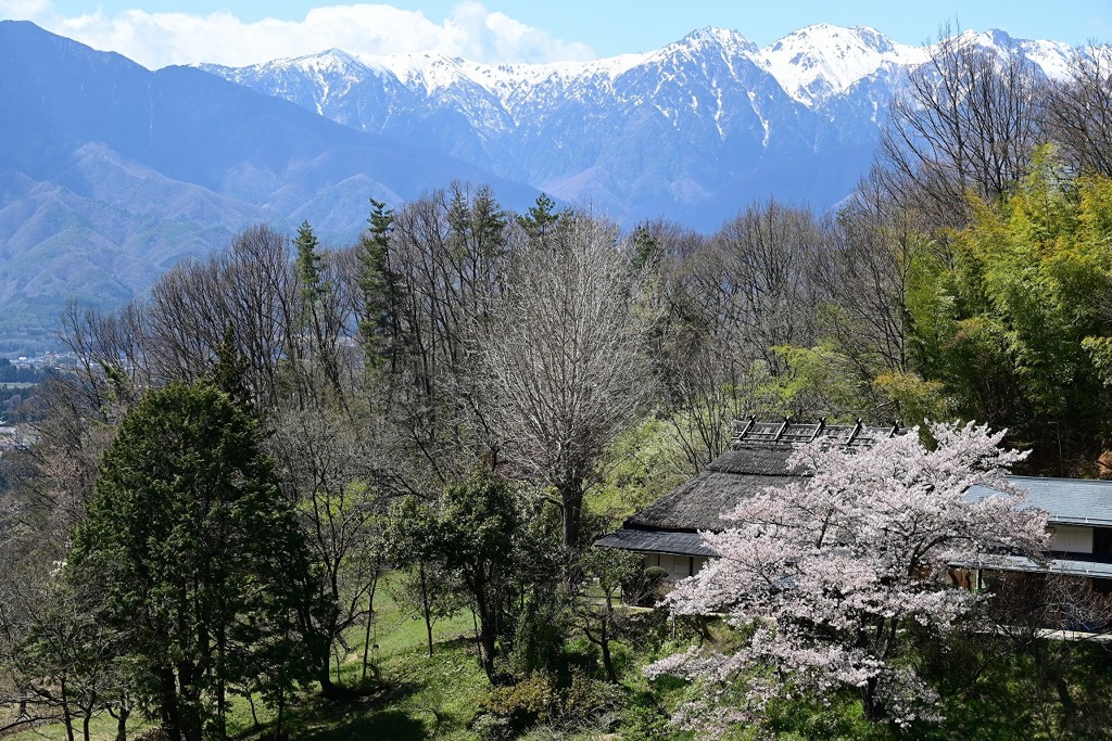 茅葺き民家と桜