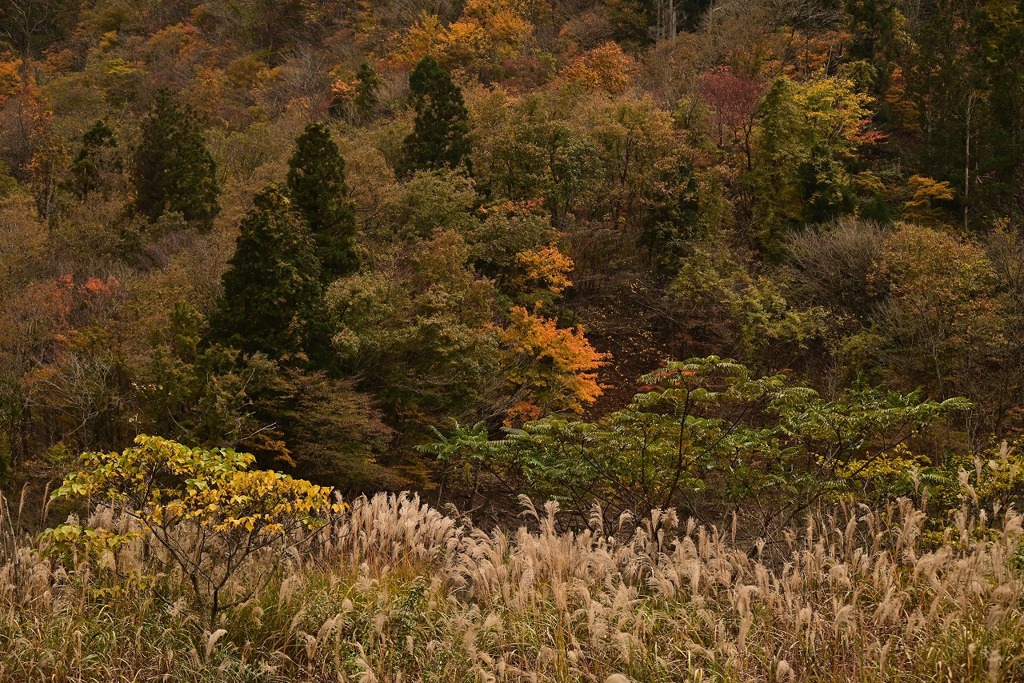 秋色に染まる