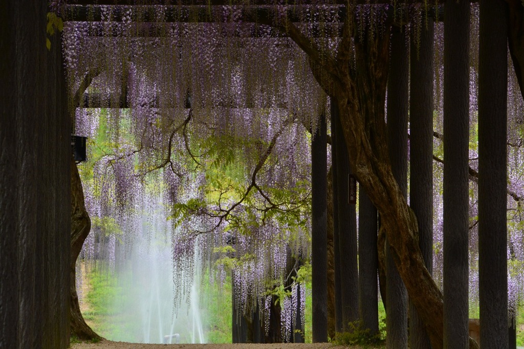 白井大町藤公園