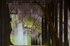 白井大町藤公園