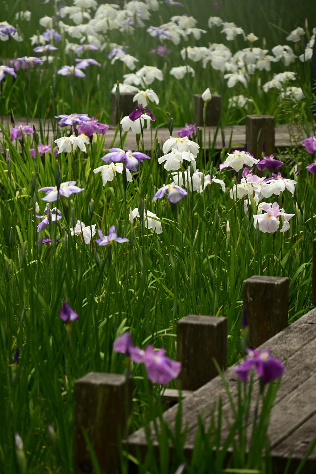 そぞろ歩きの木道