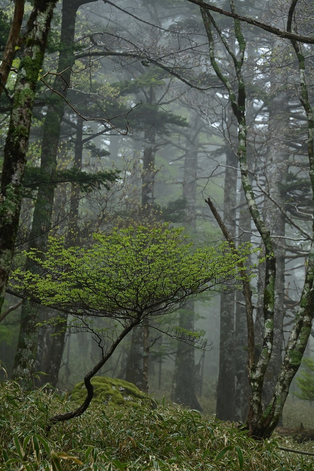 霧の中の若木