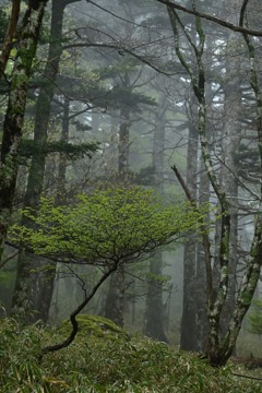 霧の中の若木