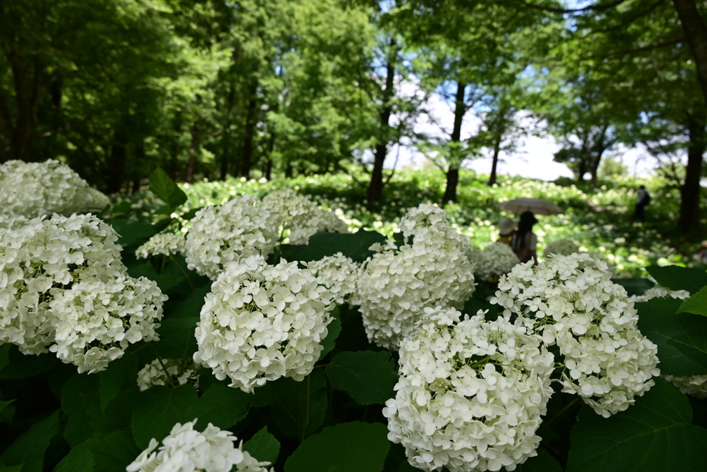白い紫陽花