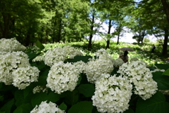 白い紫陽花