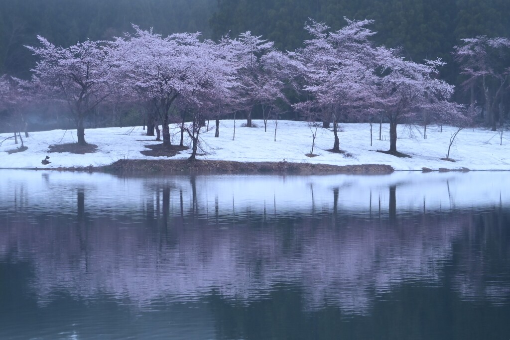 中子の桜
