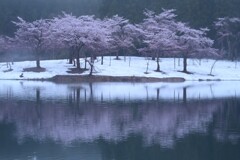 中子の桜