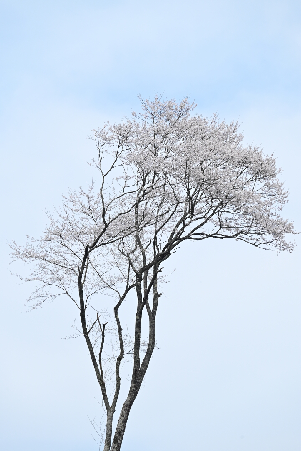 庄原の桜