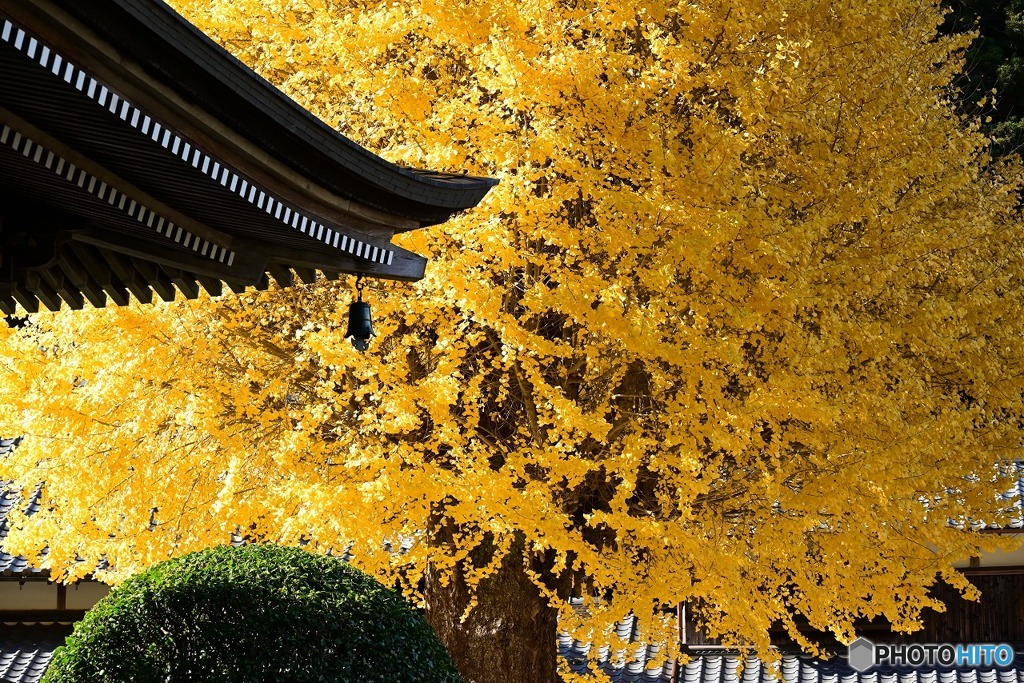 弘誓寺宇土観音