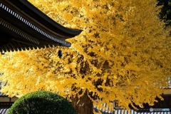 弘誓寺宇土観音