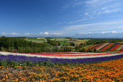 四季彩の丘から