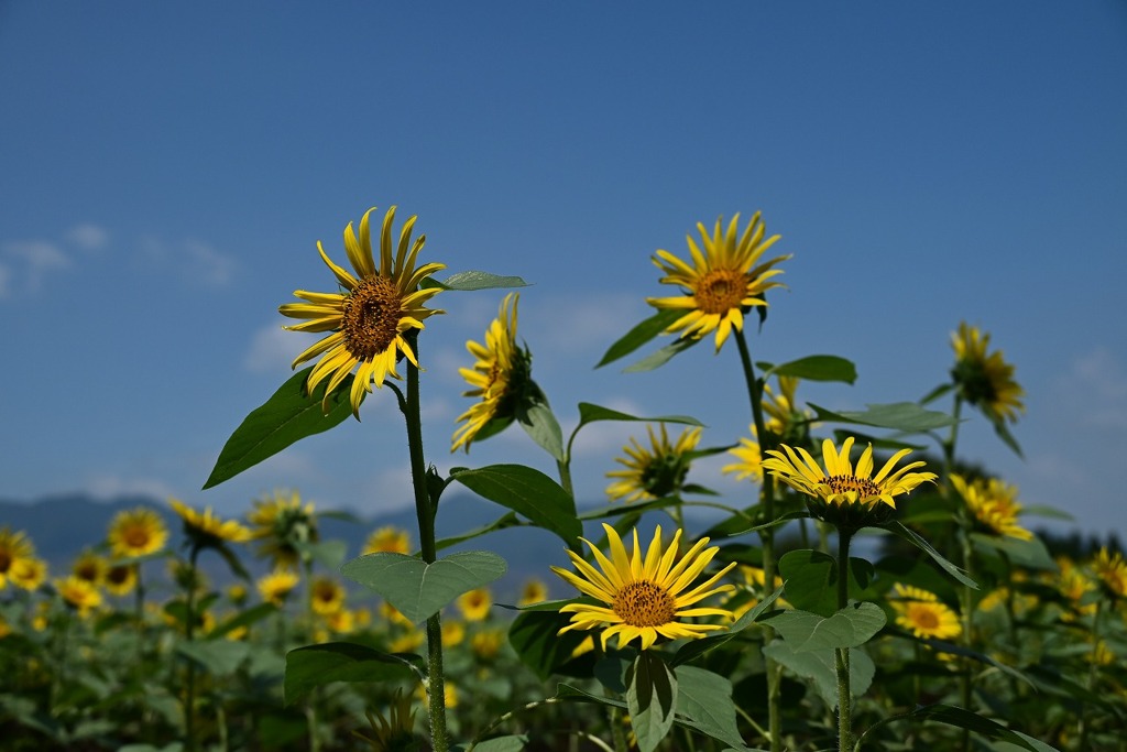 一心行の向日葵