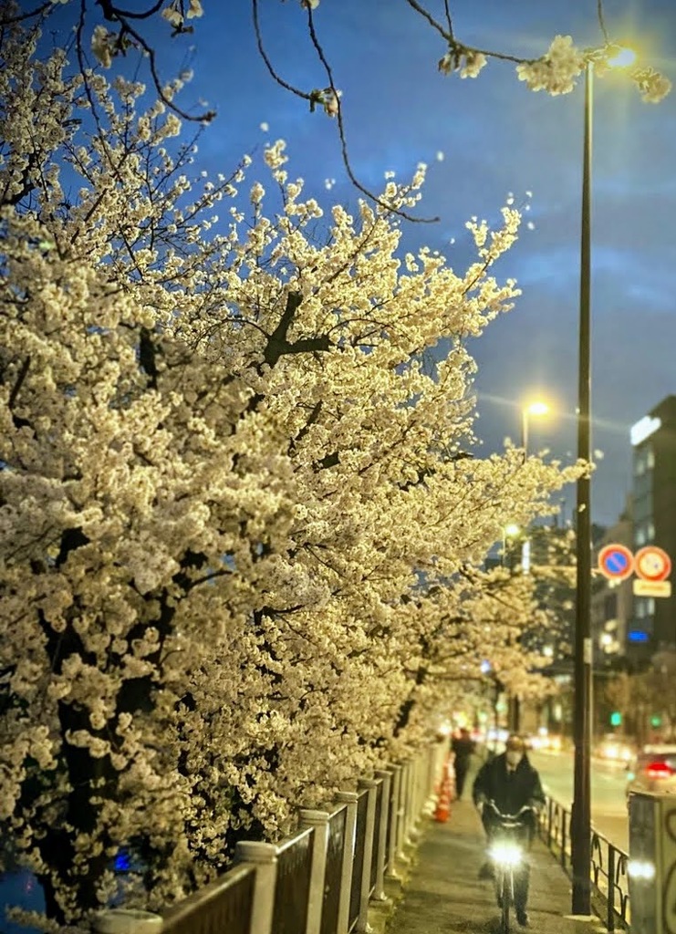 桜、2022
