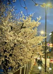 桜、2022