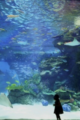 ワンオペの水族館
