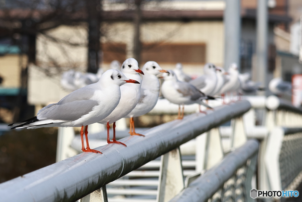 ユリカモメのお出迎え