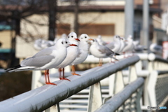 ユリカモメのお出迎え