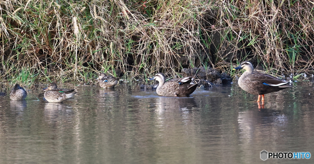 カモファミリー