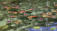 モネの池－初秋