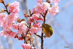 河津桜と目白