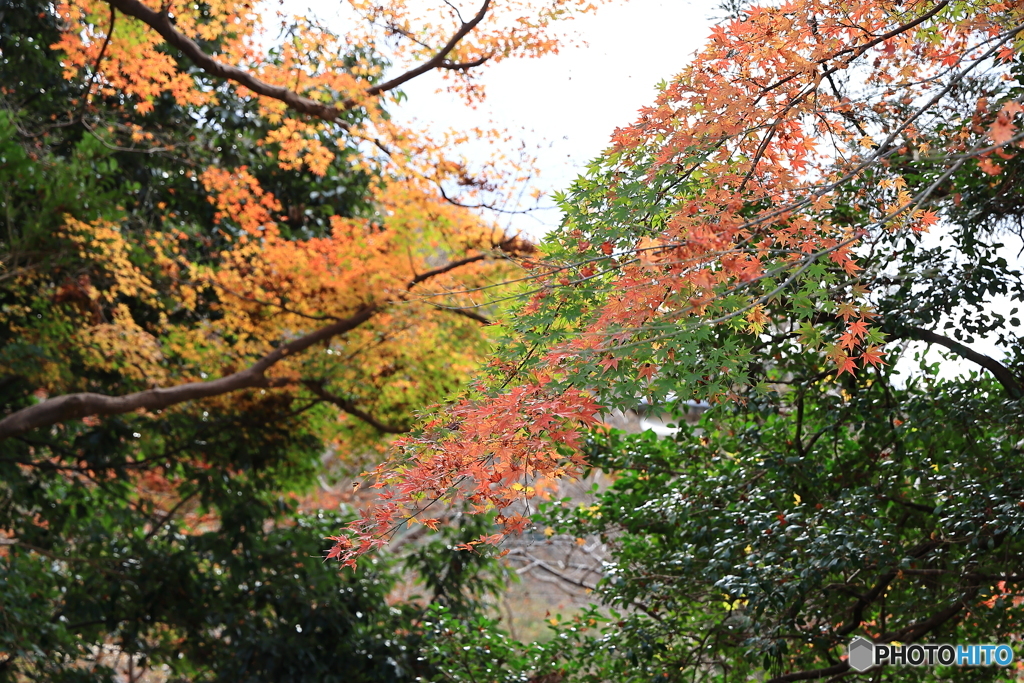 八瀬の紅葉1