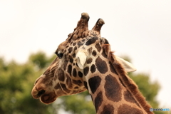 見つめる麒麟 見つめる麒麟