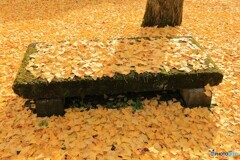 黄葉の絨毯