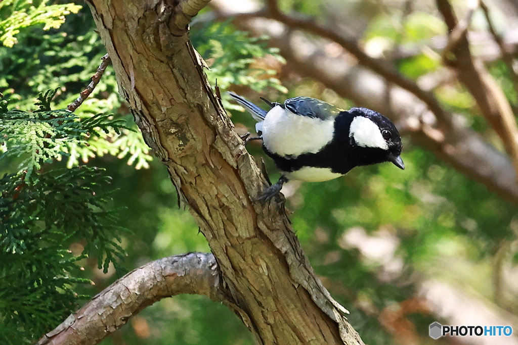 シジュウカラ_飛び出し1