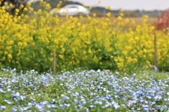 ネモフィラと菜の花