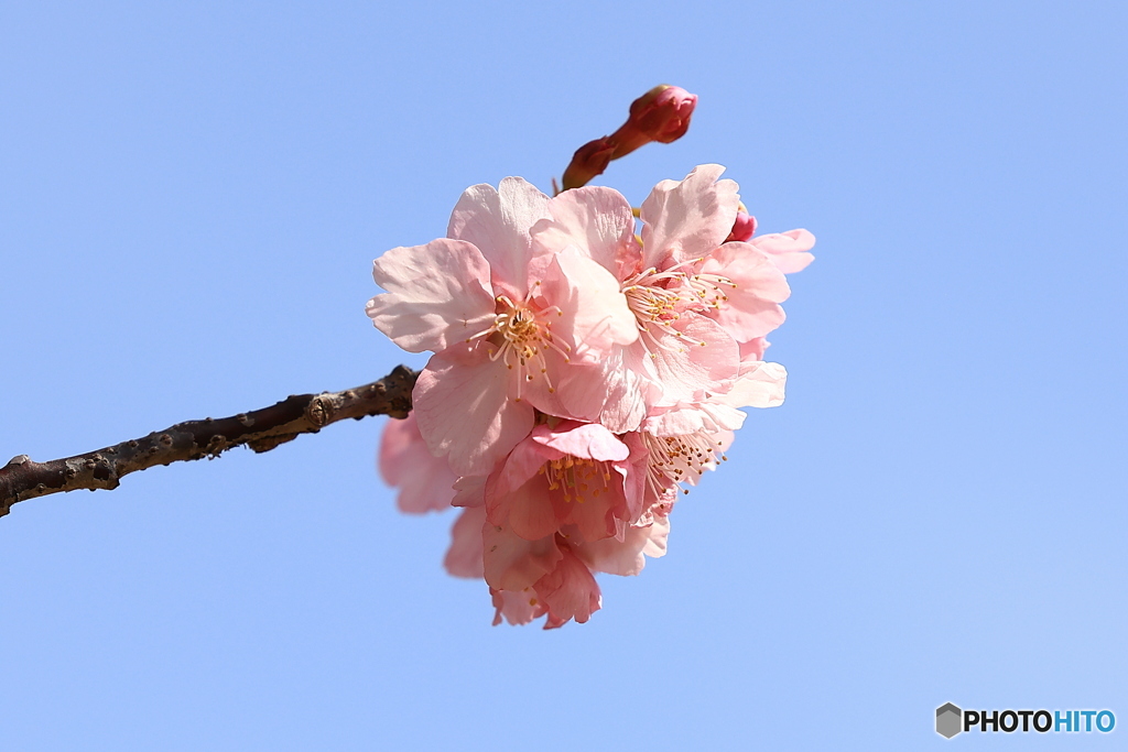 花とつぼみ