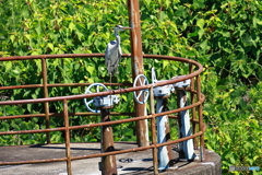 キャプテンクック