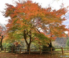 紅葉のグラデュエーション