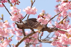 河津桜とヒヨドリ２