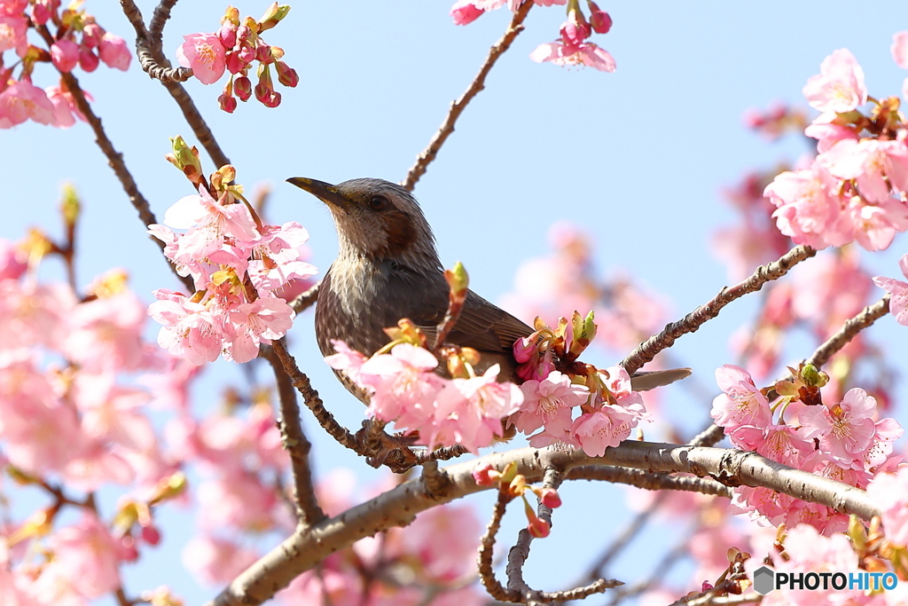 河津桜とヒヨドリ１