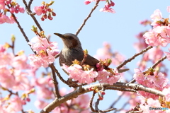 河津桜とヒヨドリ１