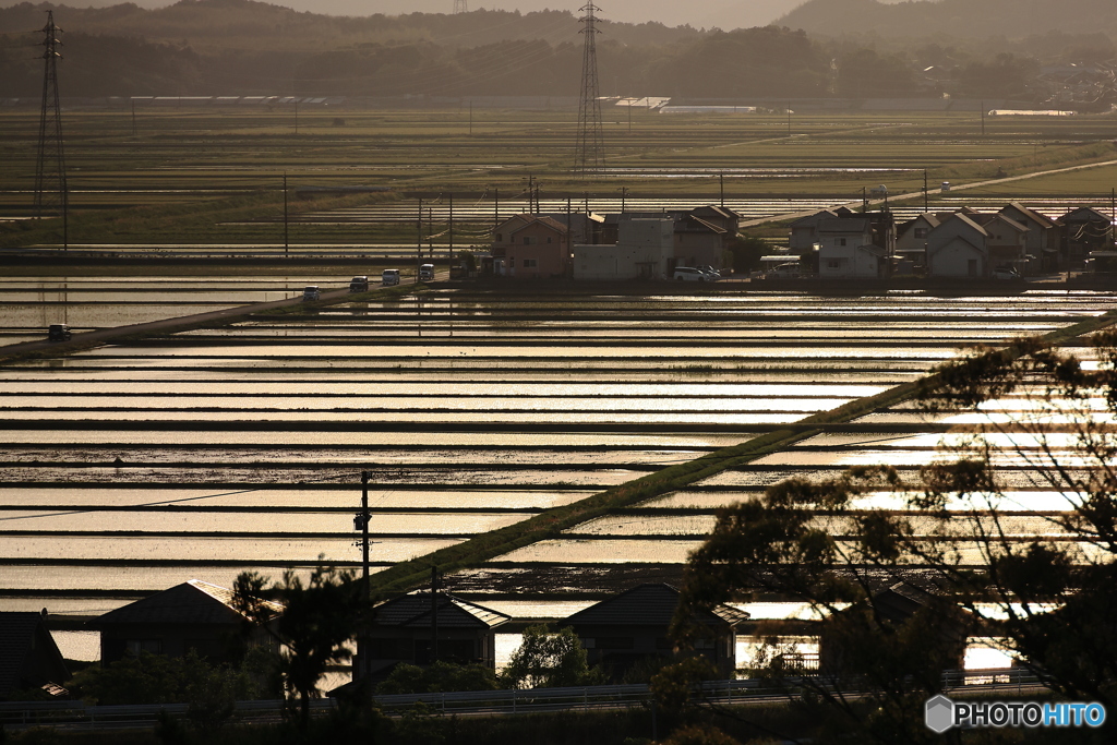 田んぼの夕景（1）